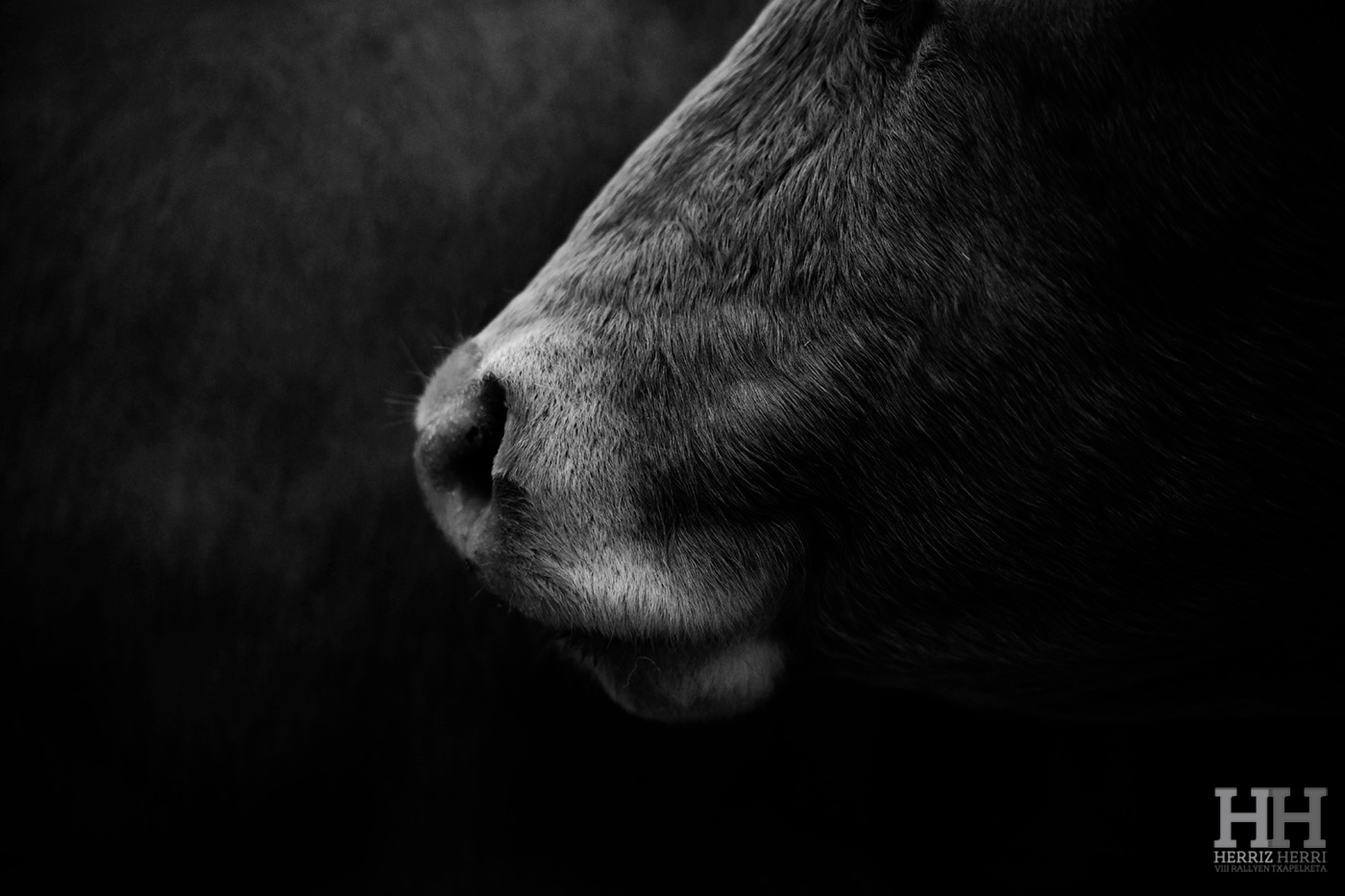 Fotografía del tema B de la colección ganadora del rally fotográfico de Altsasu 2025