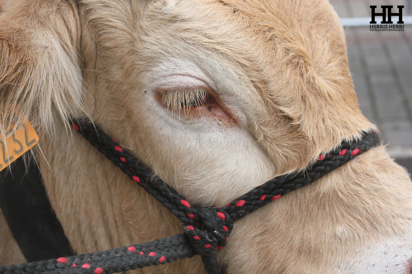 Fotografía del tema B de la segunda colección clasificada del rally fotográfico de Altsasu 2025