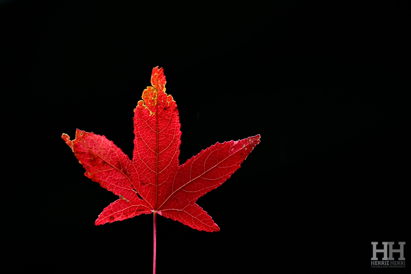 Fotografía del tema A de la colección ganadora del rally fotográfico de  Beasain 2025