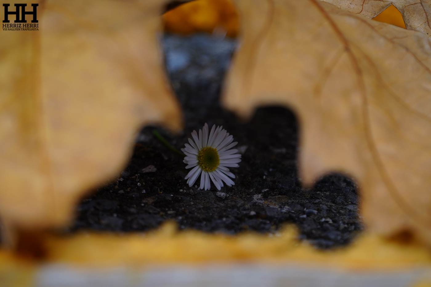 Fotografía del tema D de la colección ganadora del rally fotográfico de Tolosa 2025