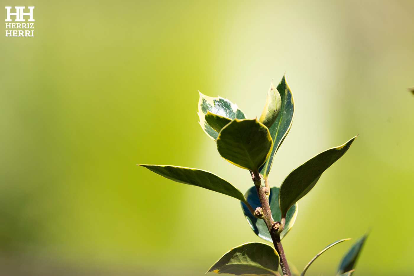 Fotografía del tema C de la segunda colección clasificada del rally fotográfico de  Amorebieta 2026