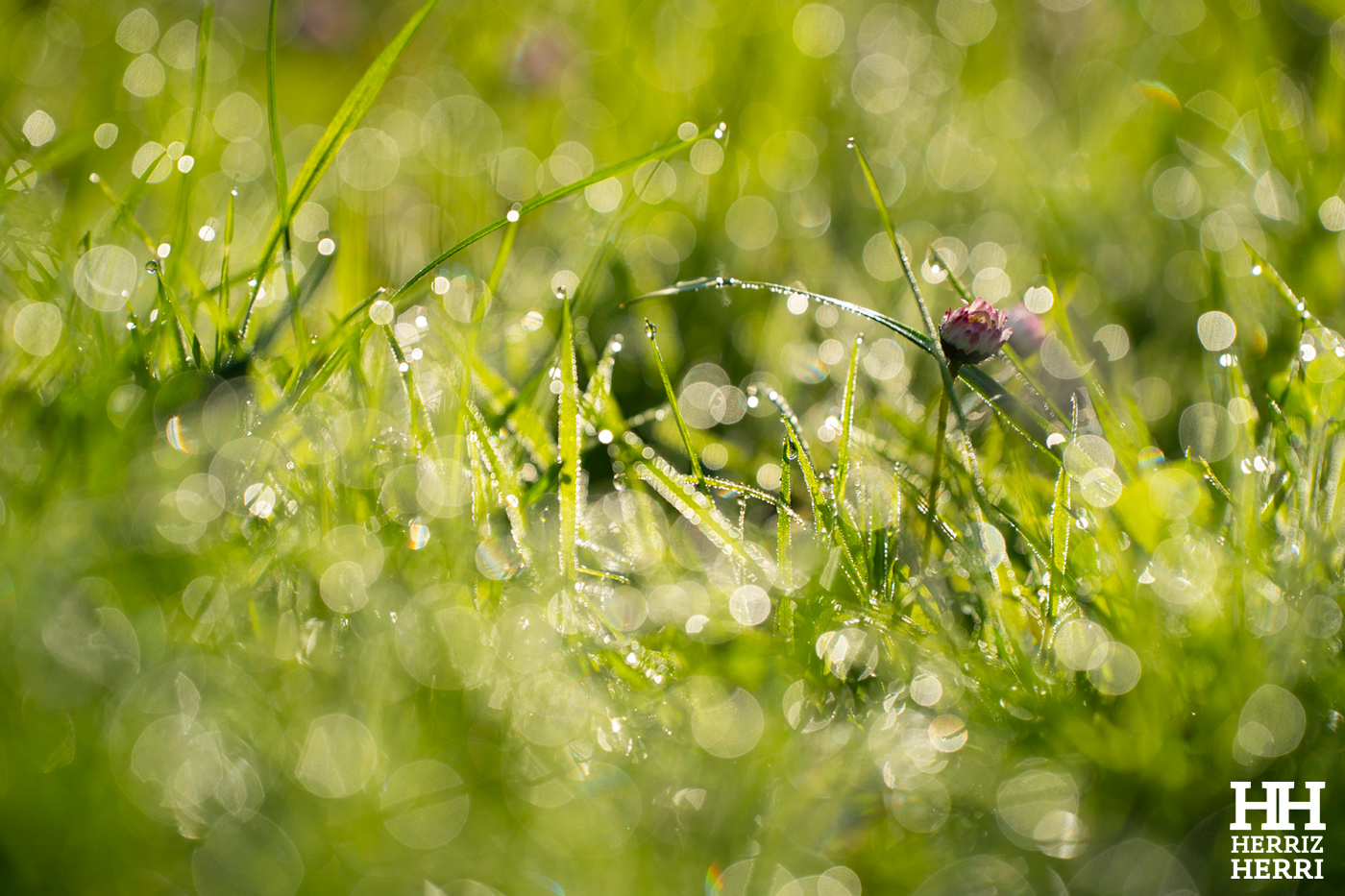 Fotografía del tema C de la mejor colección de local no premiado de  Amorebieta 2026
