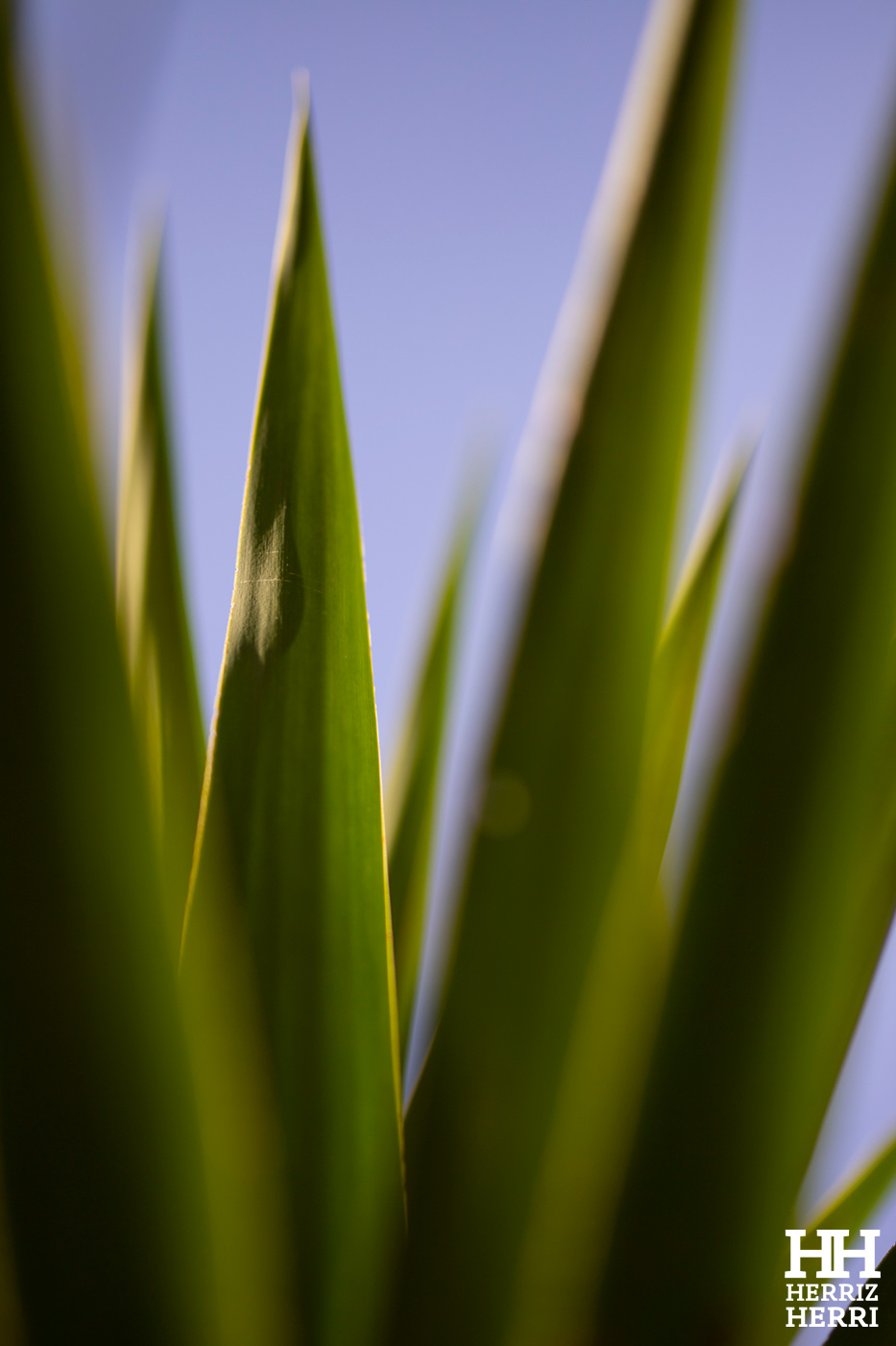 Fotografía del tema C de la mejor colección de local no premiado de  Amorebieta 2026